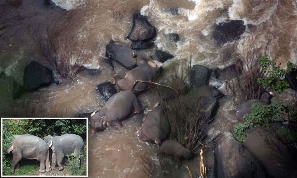 Six elephants die after falling from a waterfall | aboutceylon